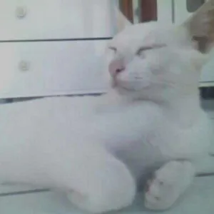 Gato raça mista idade 1 ano nome Mingau