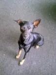 pescoço