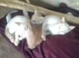 gatinhos
