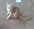gatinhos