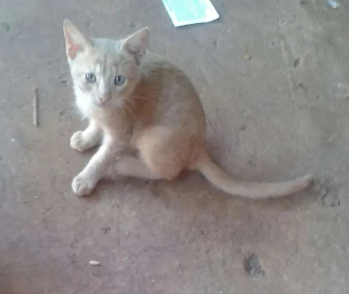 Gato ra a SRD idade 2 a 6 meses nome gatinhos