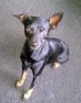 pescoço