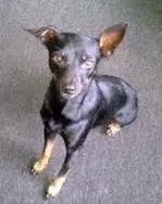 Cachorro ra a pinscher4 idade 1 ano nome pescoço