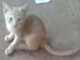gatinhos