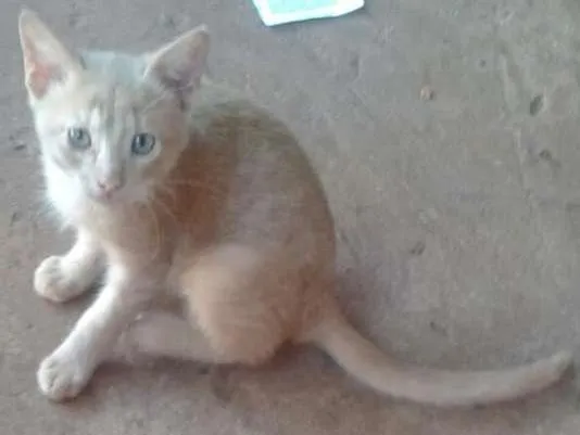 Gato ra a SRD idade 2 a 6 meses nome gatinhos