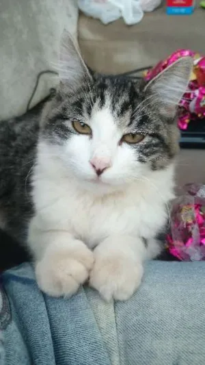 Gato raça  idade 7 a 11 meses nome Princesa