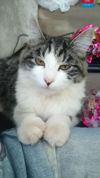 Gato ra a  idade 7 a 11 meses nome Princesa