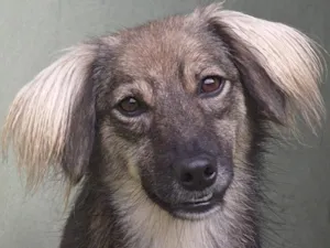 Cachorro raça SRD idade 4 anos nome DARA GIGI
