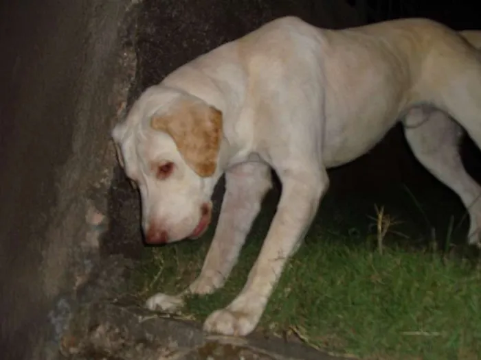 Cachorro raça labrador idade 3 anos nome shark