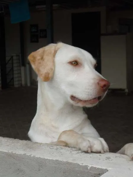 Cachorro raça labrador idade 3 anos nome shark