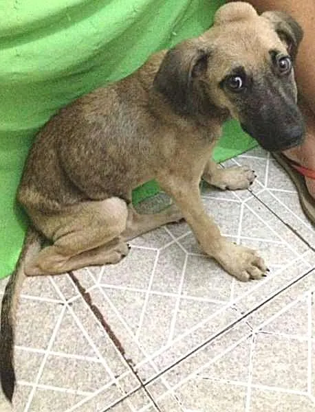 Cachorro raça SRD idade 2 a 6 meses nome Ryan