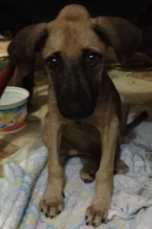Cachorro raça SRD idade 2 a 6 meses nome Ryan