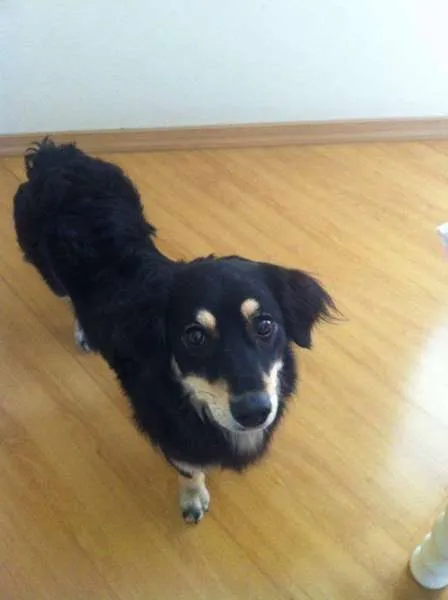 Cachorro ra a  idade 1 ano nome Marley