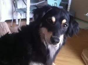 Cachorro raça  idade 1 ano nome Marley