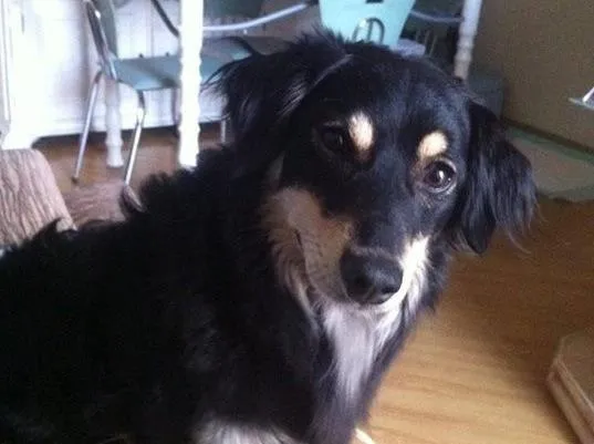 Cachorro ra a  idade 1 ano nome Marley