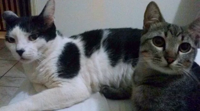 Gato ra a SRD idade 5 anos nome Calysto e Mustafa