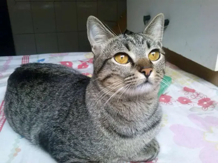 Gato ra a SRD idade 5 anos nome Calysto e Mustafa