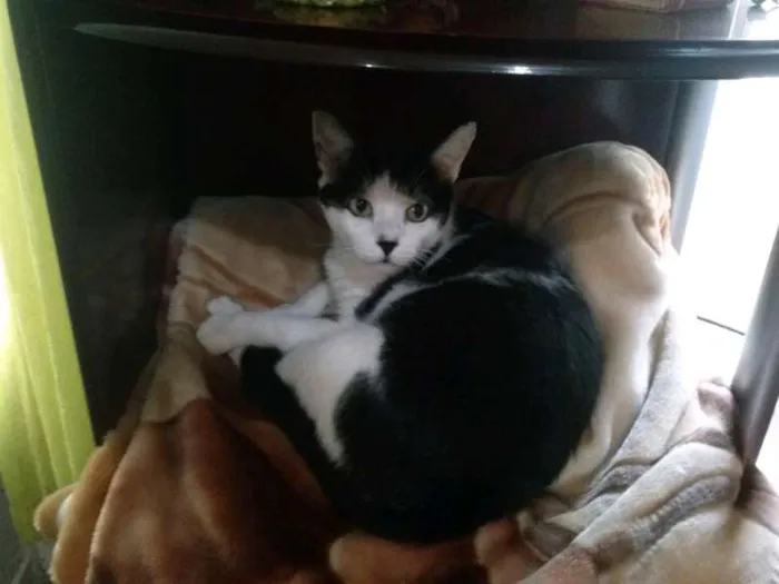 Gato ra a SRD idade 5 anos nome Calysto e Mustafa