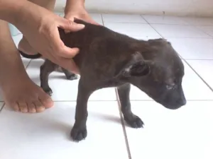 Cachorro raça Labrador com Pastor Alemão idade Abaixo de 2 meses nome Nelly