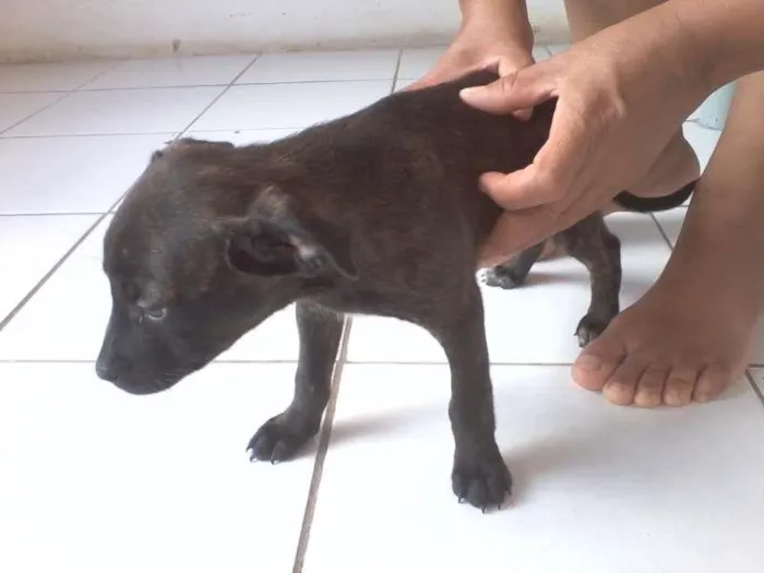 Cachorro ra a Labrador com Pastor Alemão idade Abaixo de 2 meses nome Nelly