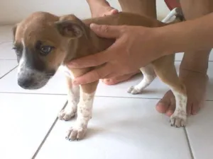 Cachorro raça Labrador com Pastor Alemão idade Abaixo de 2 meses nome Robina