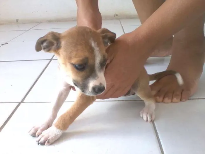 Cachorro ra a Labrador com Pastor Alemão idade Abaixo de 2 meses nome Isis