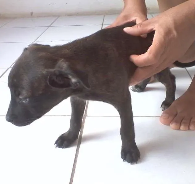 Cachorro ra a Labrador com Pastor Alemão idade Abaixo de 2 meses nome Nelly