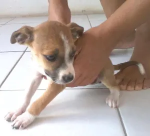 Cachorro raça Labrador com Pastor Alemão idade Abaixo de 2 meses nome Isis