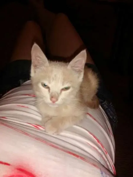 Gato ra a SRD idade Abaixo de 2 meses nome Clara