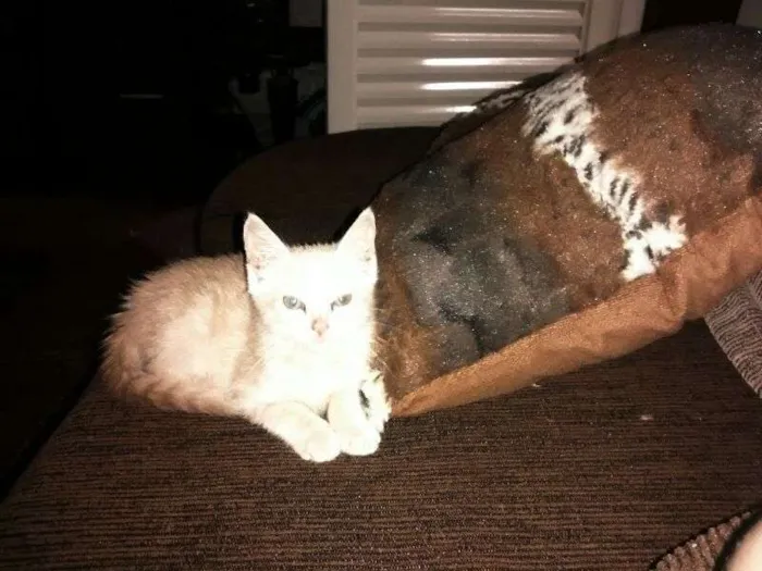 Gato ra a SRD idade Abaixo de 2 meses nome Clara
