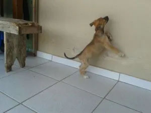 Cachorro raça SRD idade 2 a 6 meses nome sem nome