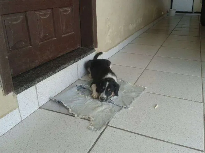 Cachorro raça SRD idade 2 a 6 meses nome sem nome