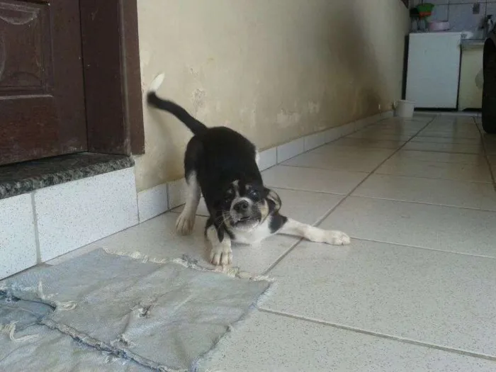 Cachorro raça SRD idade 2 a 6 meses nome sem nome