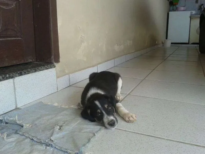 Cachorro raça SRD idade 2 a 6 meses nome sem nome