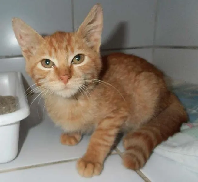 Gato ra a srd idade 2 a 6 meses nome Suflair