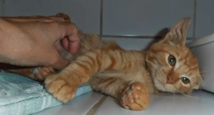 Gato ra a srd idade 2 a 6 meses nome Suflair