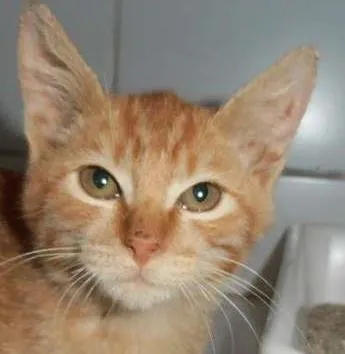 Gato ra a srd idade 2 a 6 meses nome Suflair