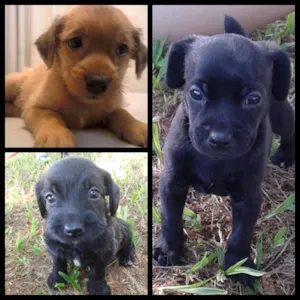 Cachorro raça  idade 2 a 6 meses nome Sem nome