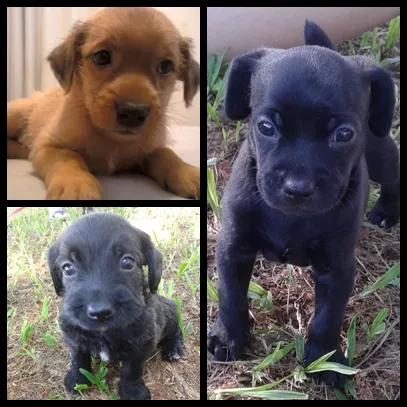 Cachorro ra a  idade 2 a 6 meses nome Sem nome