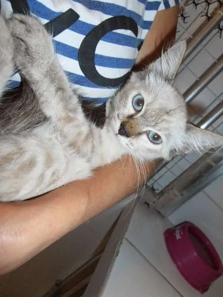 Gato ra a srd idade 2 a 6 meses nome Amandita