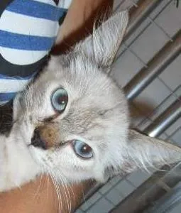 Gato raça srd idade 2 a 6 meses nome Amandita