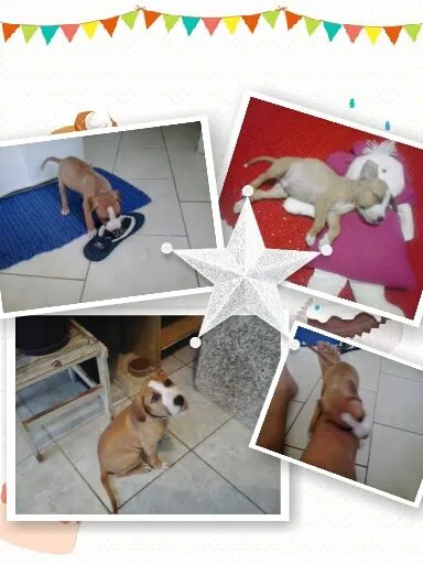 Cachorro ra a Pit-Bull idade 2 a 6 meses nome BRADOCK