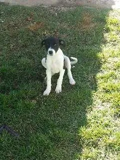 Cachorro ra a SRD idade 2 a 6 meses nome Sem nome