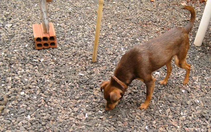 Cachorro ra a SRD idade 1 ano nome Cacau
