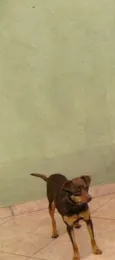 Cacau