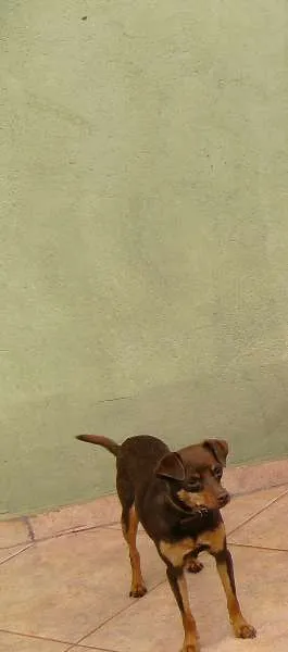 Cachorro ra a SRD idade 1 ano nome Cacau