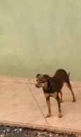 Cacau