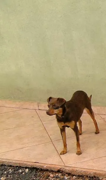 Cachorro ra a SRD idade 1 ano nome Cacau