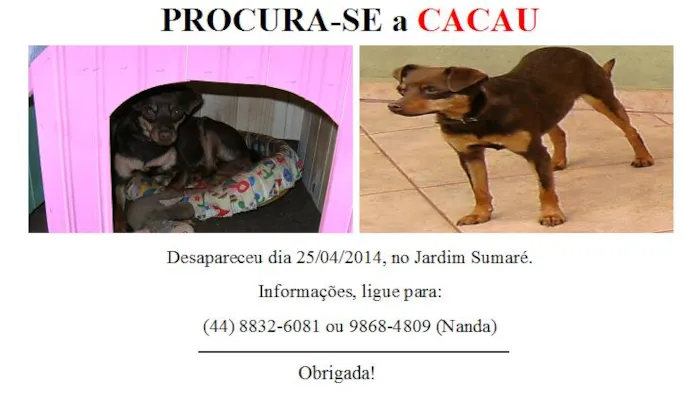 Cachorro ra a SRD idade 1 ano nome Cacau