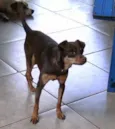 Cacau
